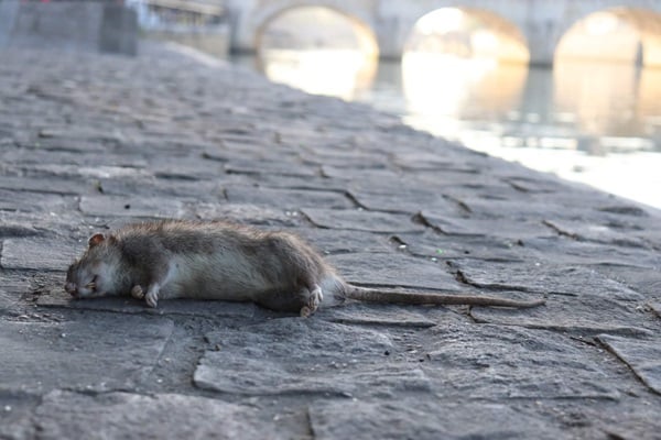 Paris- Rats